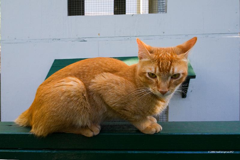 20090204_153010 D3 P1 5100x3400 srgb.jpg - Cat, Hemmingway Home Key West